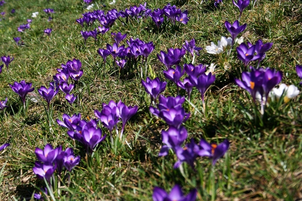  Łąka krokusów na trawniku koło Zamku Lubelskiego (zdjęcie 4) - Autor: Paweł Buczkowski