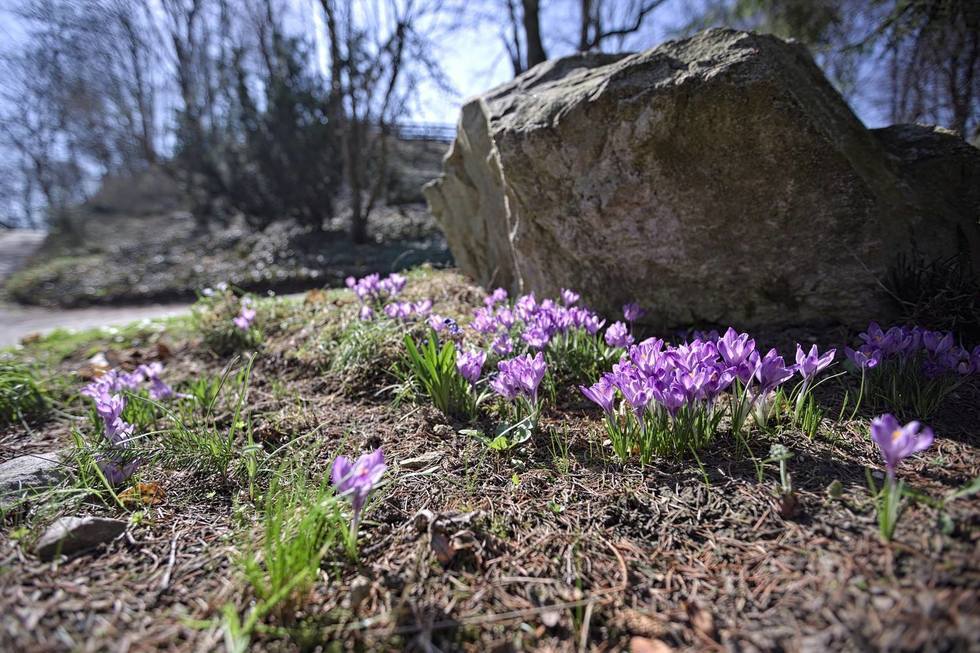  Wiosna w Ogrodzie Botanicznym w Lublinie (zdjęcie 3) - Autor:  Bartosz Proll