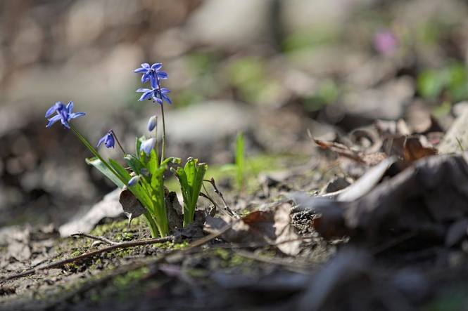 Wiosna w Ogrodzie Botanicznym w Lublinie