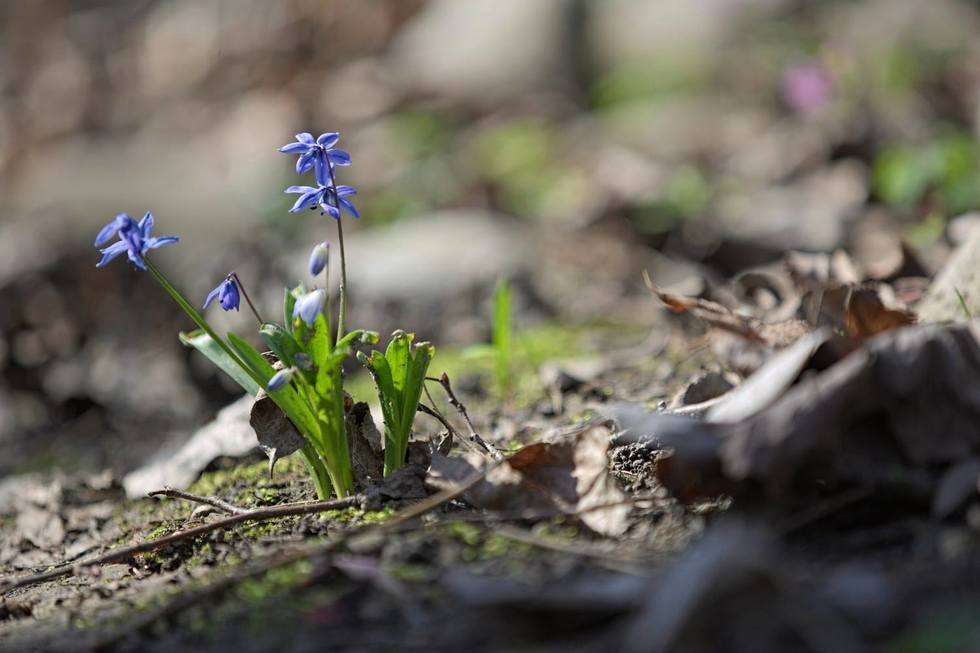  Wiosna w Ogrodzie Botanicznym w Lublinie (zdjęcie 2) - Autor:  Bartosz Proll