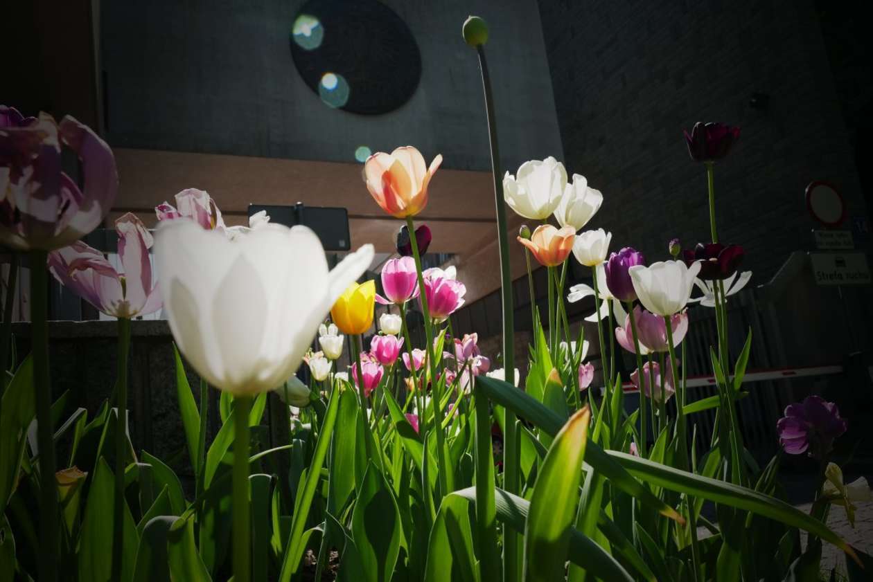  6000 tulipanów zakwitło przed budynkiem KUL (zdjęcie 1) - Autor: Maciej Kaczanowski