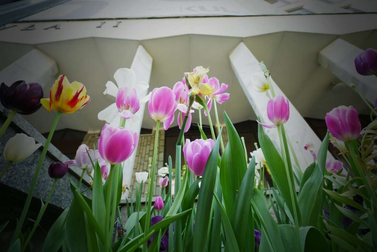  6000 tulipanów zakwitło przed budynkiem KUL (zdjęcie 11) - Autor: Maciej Kaczanowski
