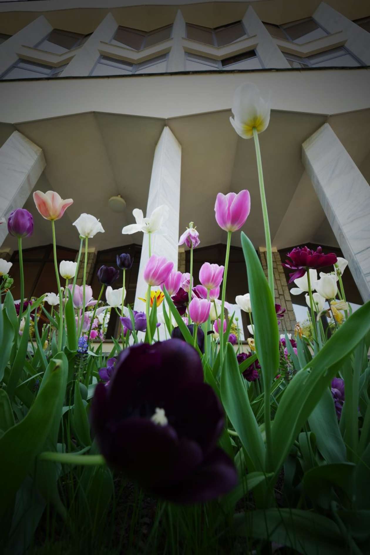  6000 tulipanów zakwitło przed budynkiem KUL (zdjęcie 12) - Autor: Maciej Kaczanowski