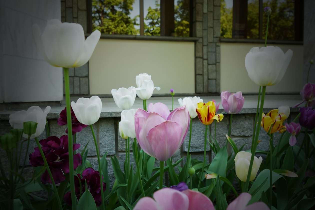  6000 tulipanów zakwitło przed budynkiem KUL (zdjęcie 14) - Autor: Maciej Kaczanowski