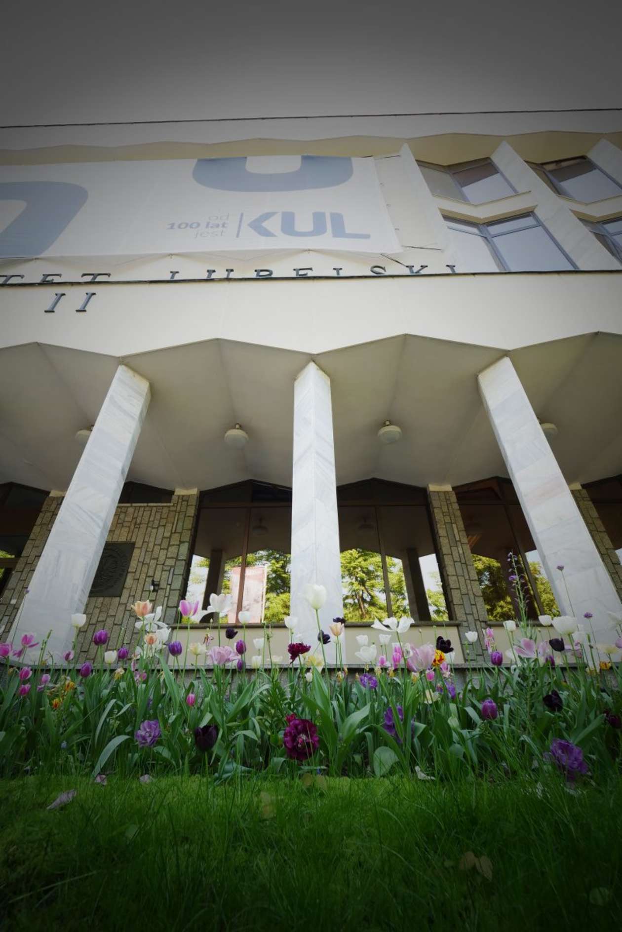  6000 tulipanów zakwitło przed budynkiem KUL (zdjęcie 7) - Autor: Maciej Kaczanowski