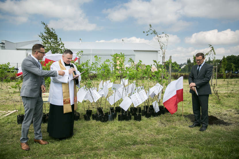  Dębowa Aleja w Zamościu na 100. rocznicę odzyskania niepodległości (zdjęcie 1) - Autor: Kazimierz Chmiel