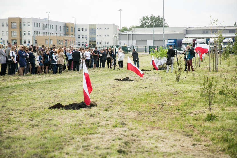  Dębowa Aleja w Zamościu na 100. rocznicę odzyskania niepodległości (zdjęcie 1) - Autor: Kazimierz Chmiel