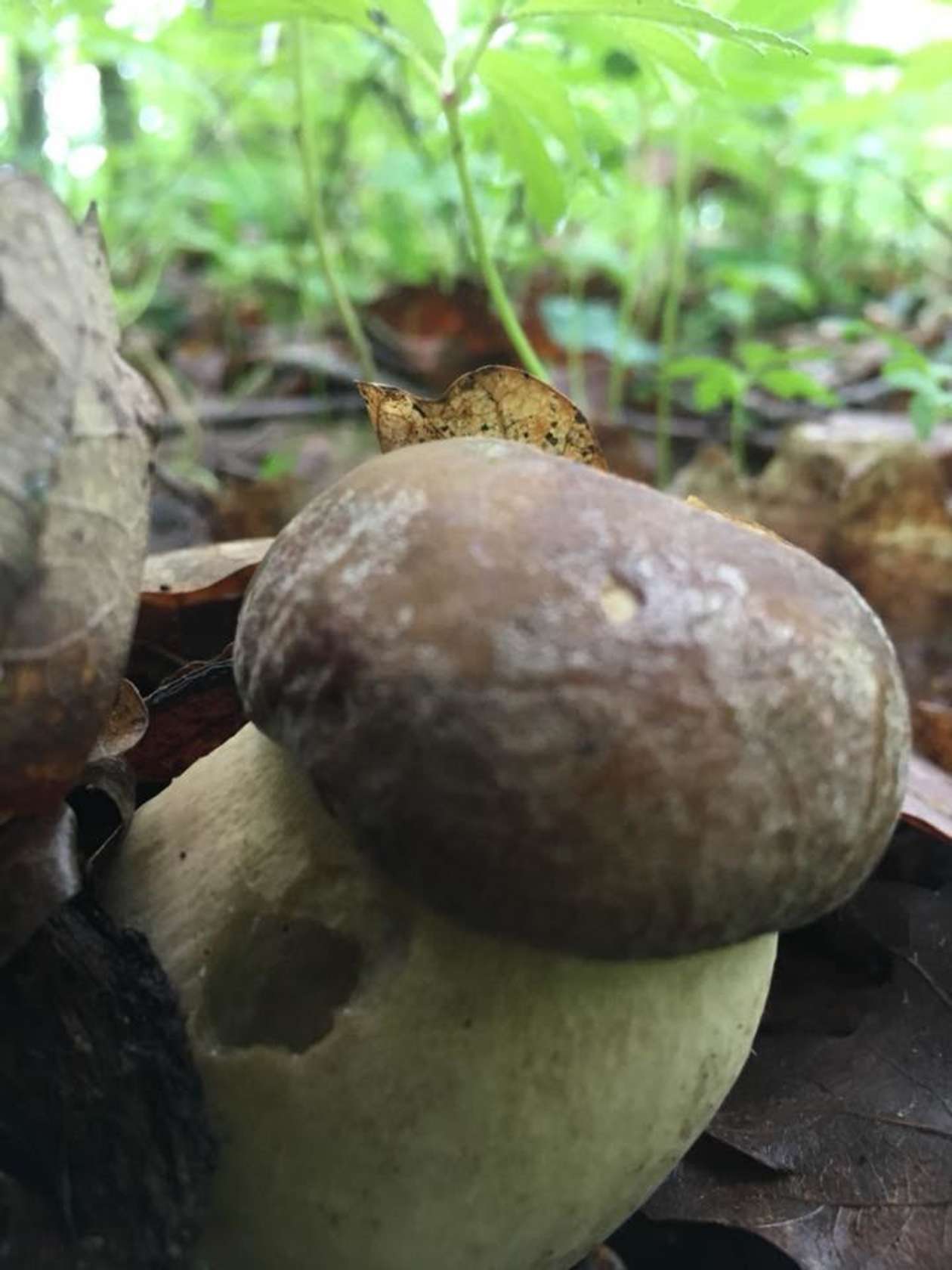  Pierwsze zbiory grzybów (zdjęcie 6) - Autor: Edyta
