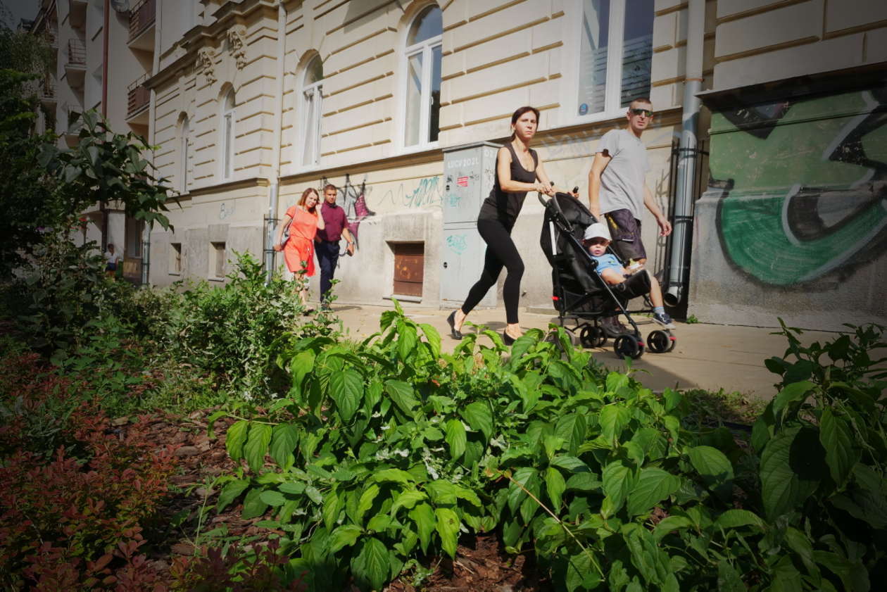 Zielony Budżet 2017: Rabaty przy ul. Ogrodowej w Lublinie (zdjęcie 20) - Autor: Maciej Kaczanowski