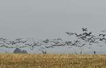 Odloty ptaków z Poleskiego Parku Narodowego (zdjęcie 2)
