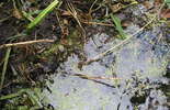 Małe żółwiki w Poleskim Parku Narodowym (zdjęcie 4)