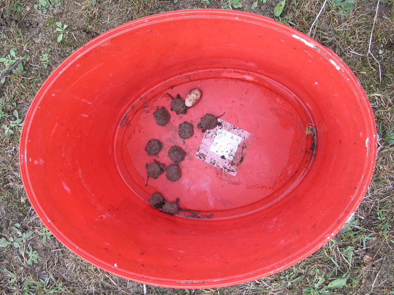  Małe żółwiki w Poleskim Parku Narodowym  - Autor: Jacek Barczyński