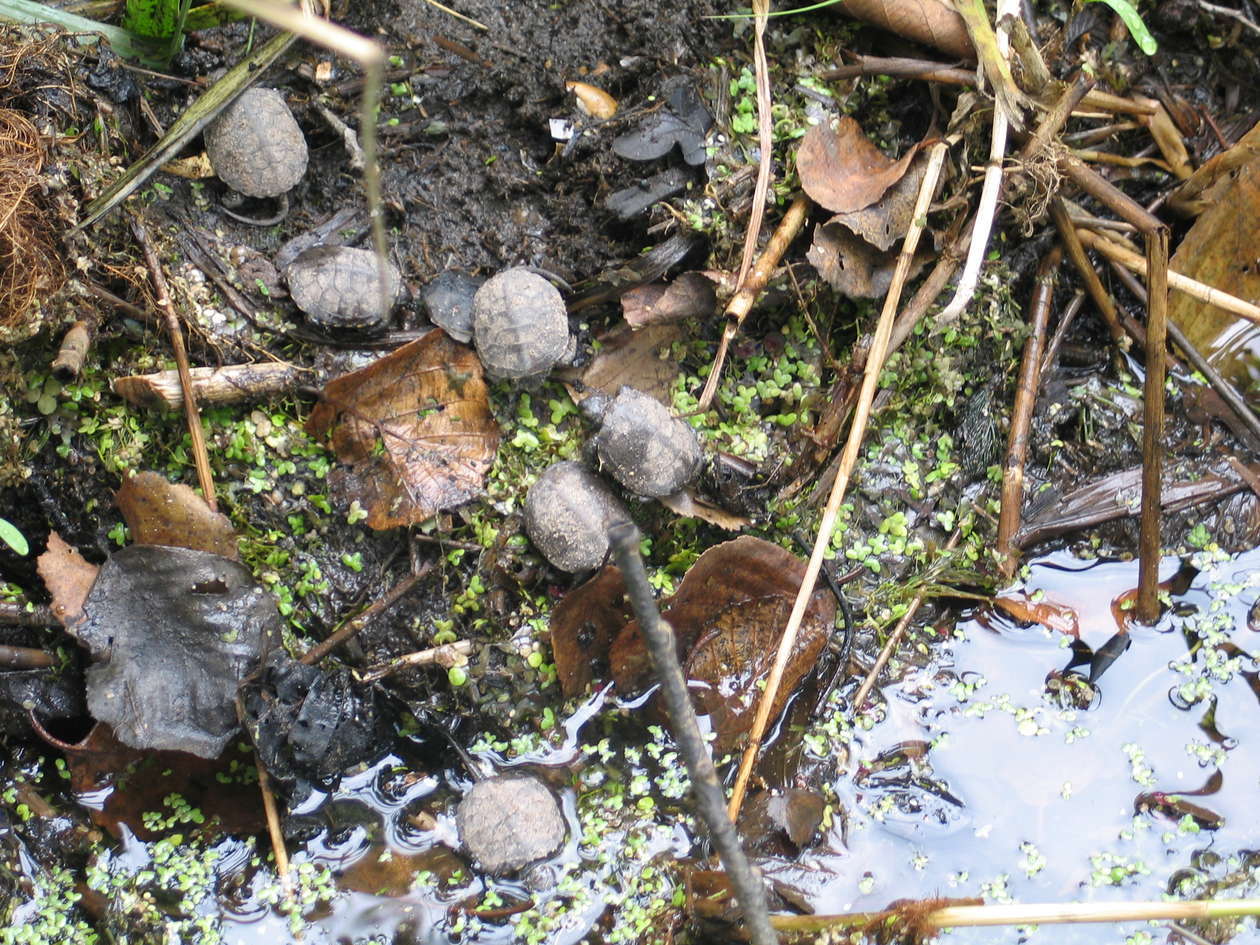  Małe żółwiki w Poleskim Parku Narodowym (zdjęcie 2) - Autor: Jacek Barczyński