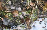 Małe żółwiki w Poleskim Parku Narodowym (zdjęcie 2)