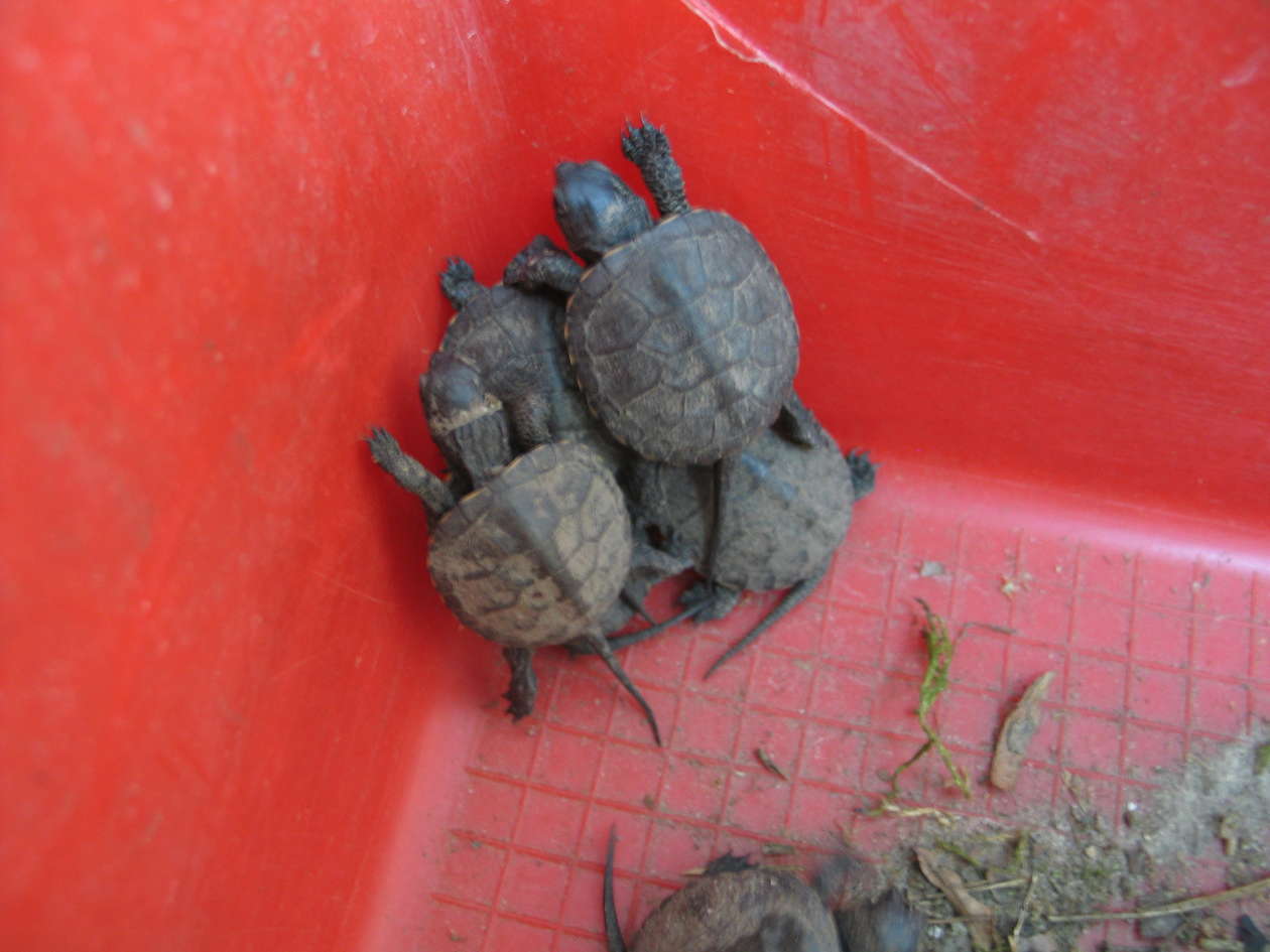 Małe żółwiki w Poleskim Parku Narodowym - Autor: Jacek Barczyński