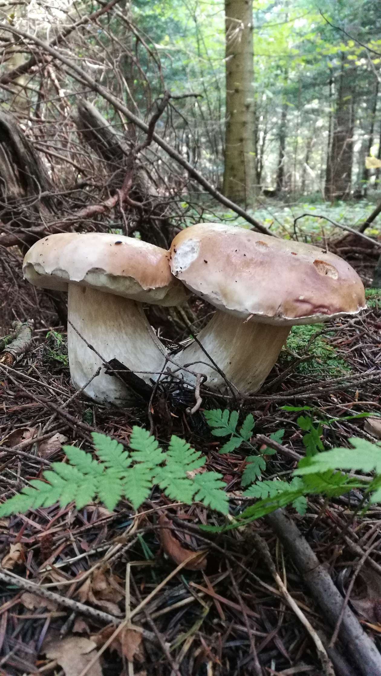  Grzybobranie 2018. Zdjęcia Czytelników (zdjęcie 9) - Autor: Wojciech Orliński