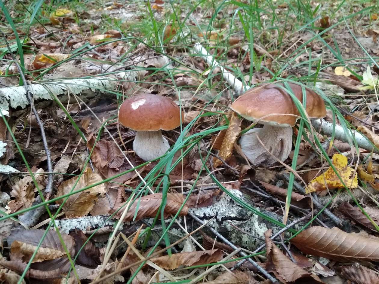 Grzybobranie 2018. Zdjęcia Czytelników