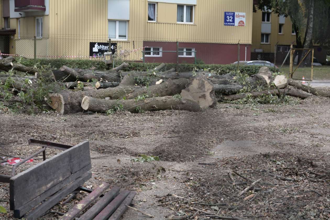  Wycinka drzew przy Al. Racławickich w Lublinie (zdjęcie 6) - Autor: Krzysztof Mazur