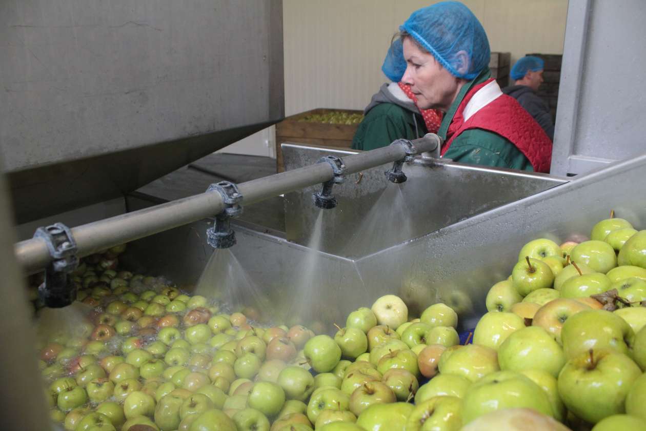  Skup interwencyjny jabłek przemysłowych (zdjęcie 5) - Autor: Mirosław Trembecki