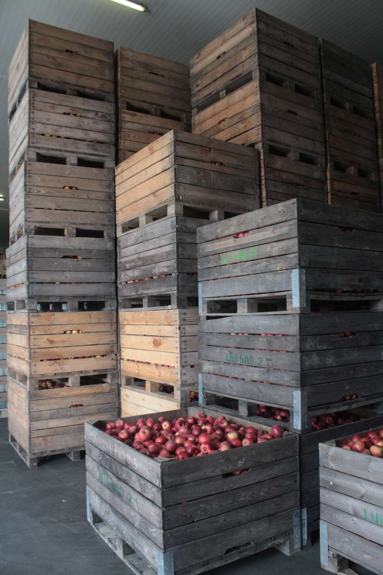  Skup interwencyjny jabłek przemysłowych (zdjęcie 12) - Autor: Mirosław Trembecki