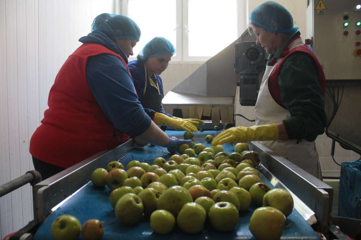  Skup interwencyjny jabłek przemysłowych (zdjęcie 8) - Autor: Mirosław Trembecki