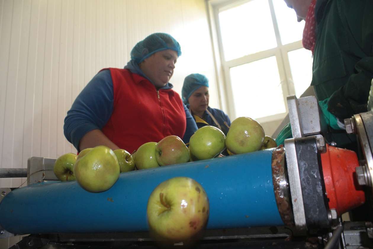  Skup interwencyjny jabłek przemysłowych (zdjęcie 3) - Autor: Mirosław Trembecki