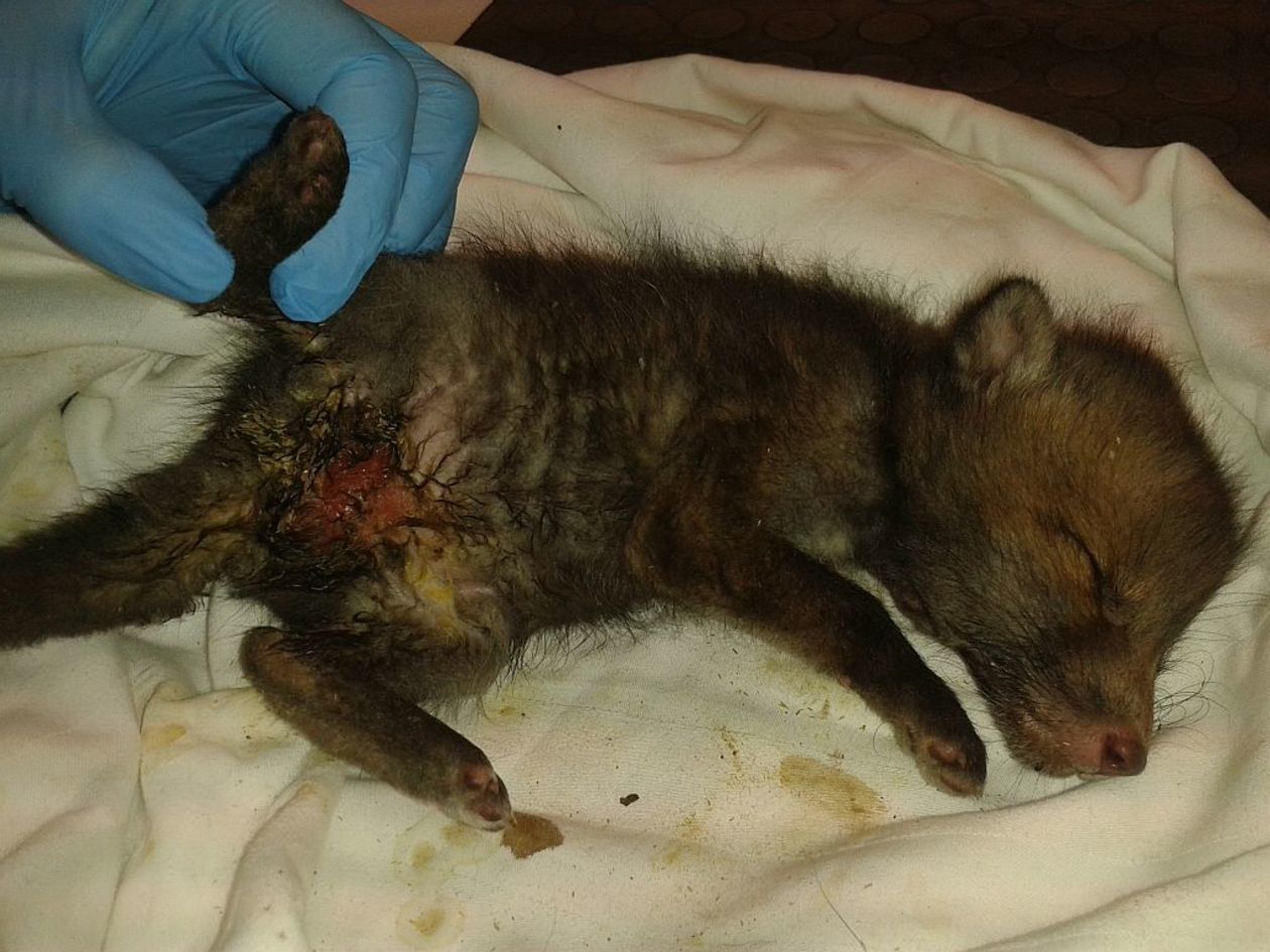  Ośrodek Rehabilitacji Dzikich Zwierząt w Skrzynicach Drugich (zdjęcie 6) - Autor: Stowarzyszenie Leśne Pogotowie
