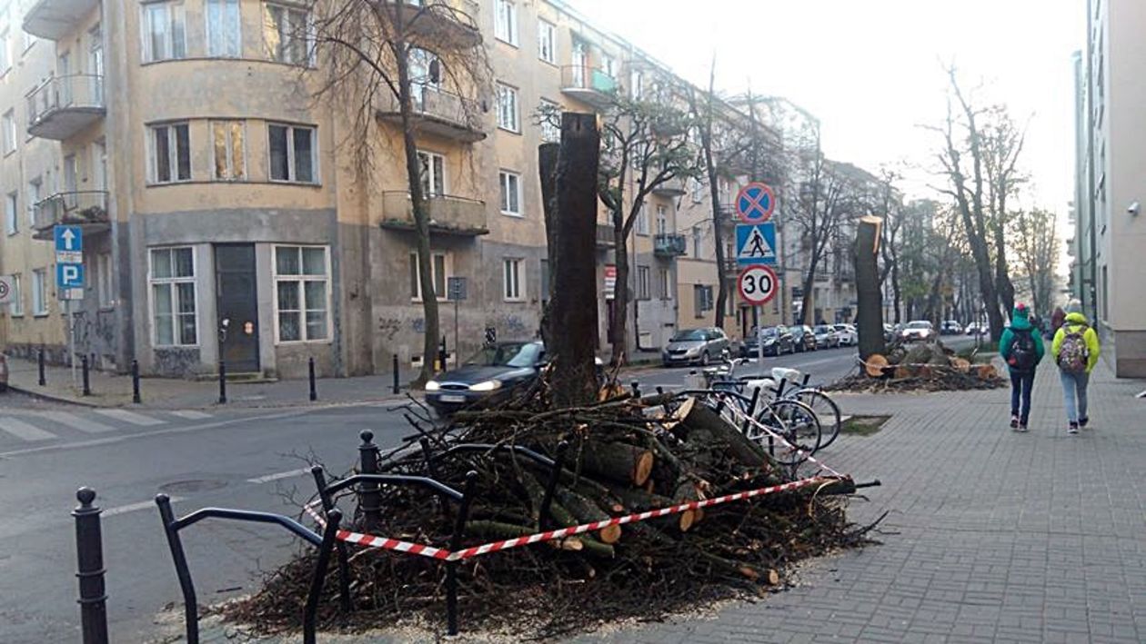 Wycięte drzewa przy ul. Chopina w Lublinie