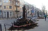 Wycięte drzewa przy ul. Chopina w Lublinie (zdjęcie 3)