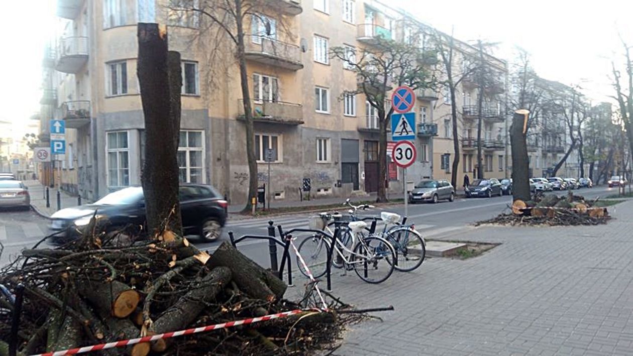  Wycięte drzewa przy ul. Chopina w Lublinie  - Autor: Monika / Alarm 24