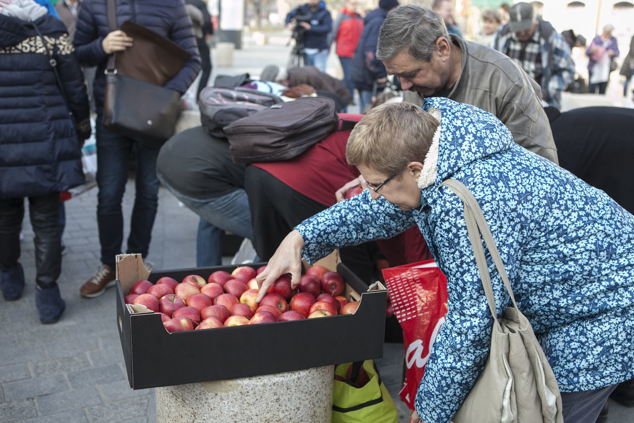  Darmowe jabłka w Lublinie (zdjęcie 3) - Autor: Jacek Szydłowski