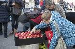Darmowe jabłka w Lublinie (zdjęcie 3)