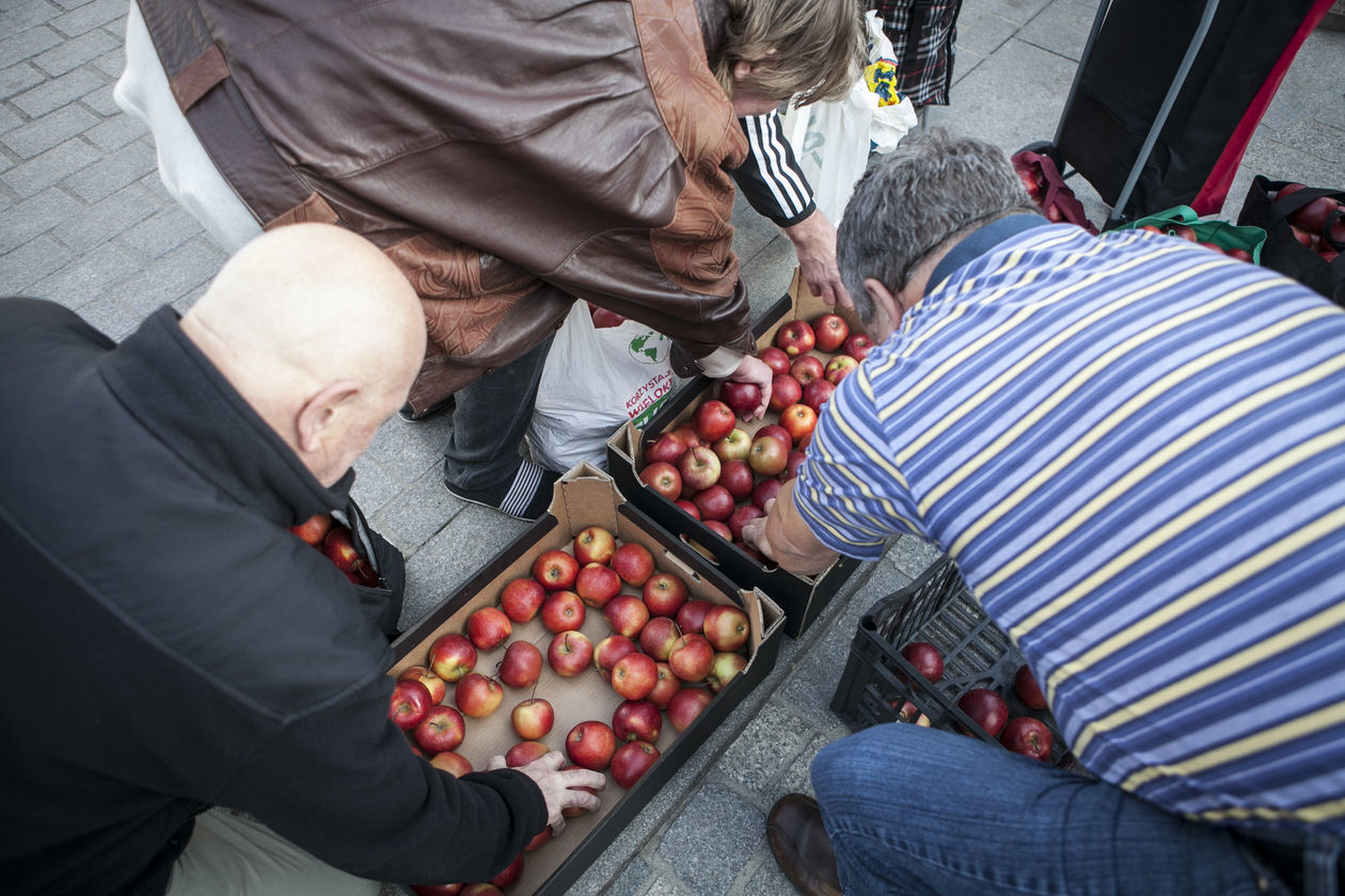  Darmowe jabłka w Lublinie (zdjęcie 11) - Autor: Jacek Szydłowski