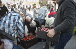 Darmowe jabłka w Lublinie (zdjęcie 5)