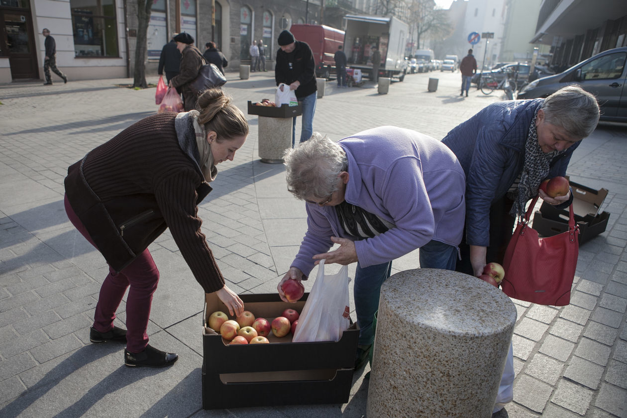  Darmowe jabłka w Lublinie (zdjęcie 13) - Autor: Jacek Szydłowski