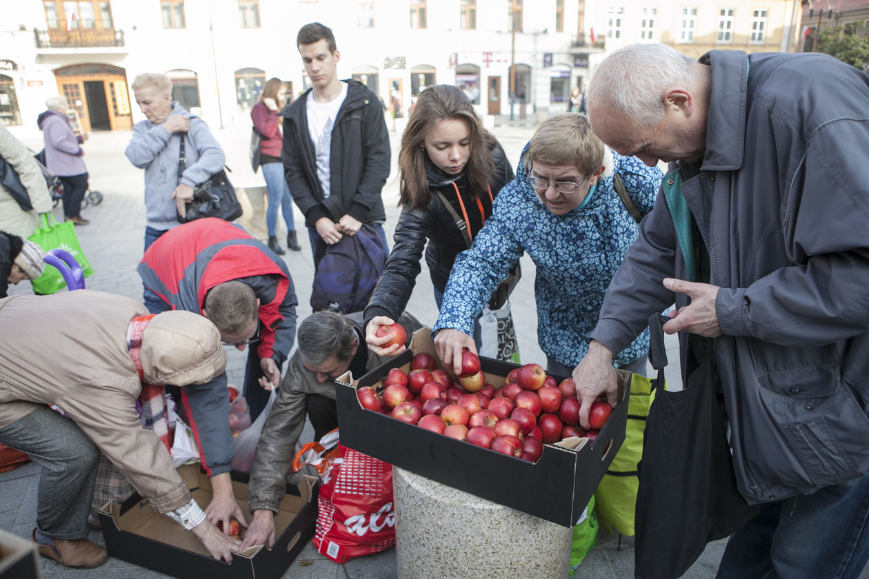  Darmowe jabłka w Lublinie (zdjęcie 10) - Autor: Jacek Szydłowski