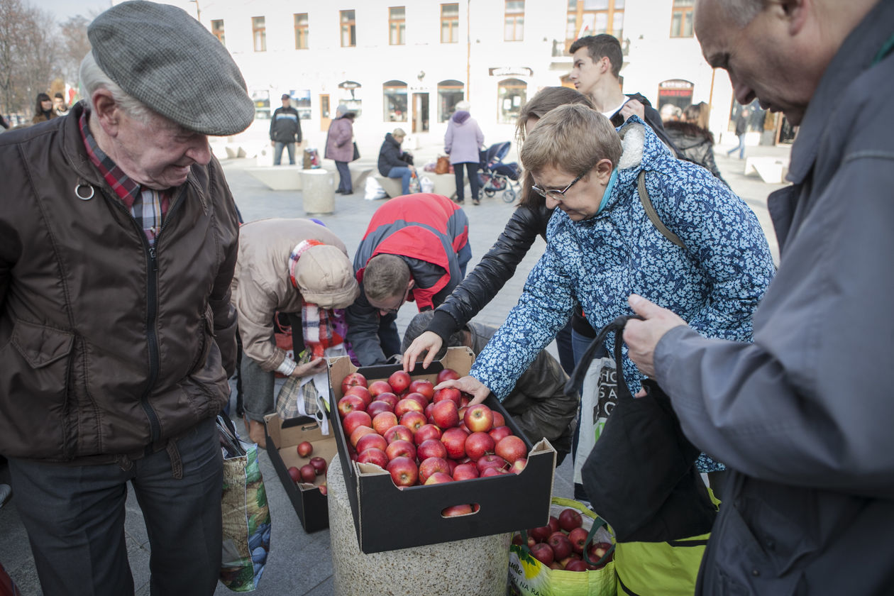  Darmowe jabłka w Lublinie (zdjęcie 9) - Autor: Jacek Szydłowski