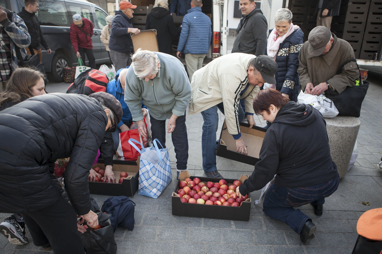  Darmowe jabłka w Lublinie (zdjęcie 4) - Autor: Jacek Szydłowski