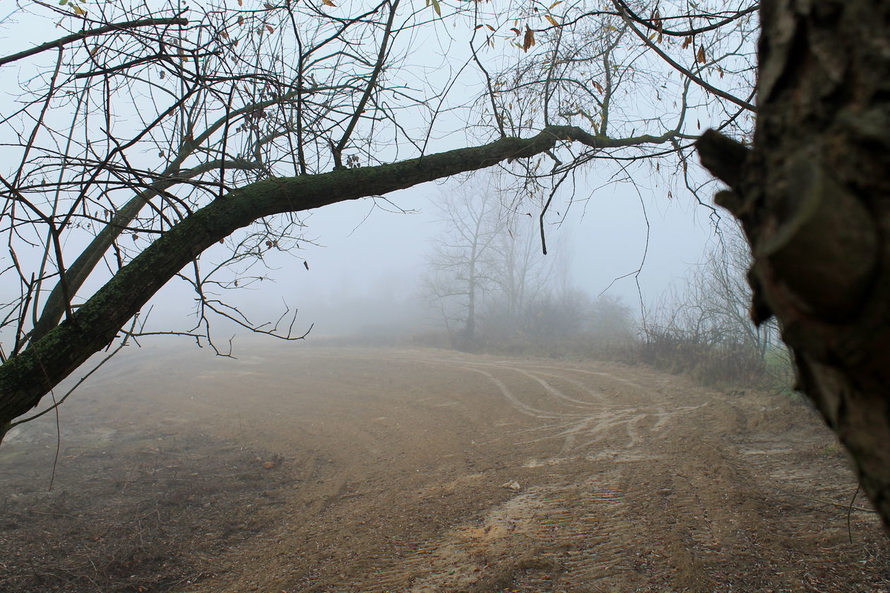  Mgła w Puławach  (zdjęcie 31) - Autor: Radosław Szczęch