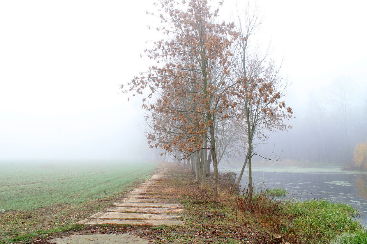  Mgła w Puławach  (zdjęcie 25) - Autor: Radosław Szczęch