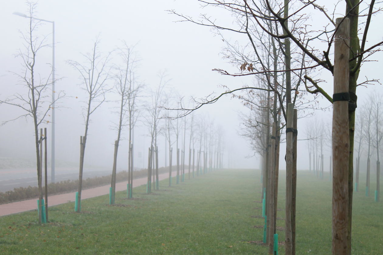  Mgła w Puławach  (zdjęcie 35) - Autor: Radosław Szczęch