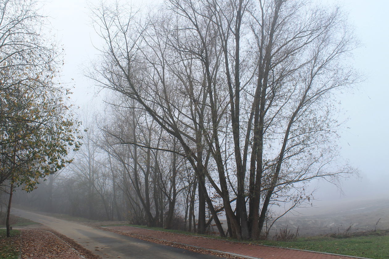  Mgła w Puławach  (zdjęcie 32) - Autor: Radosław Szczęch