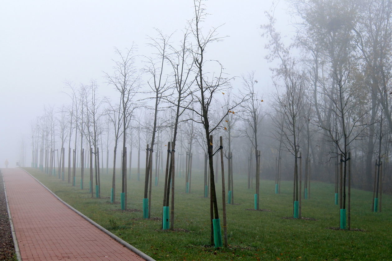  Mgła w Puławach  (zdjęcie 33) - Autor: Radosław Szczęch