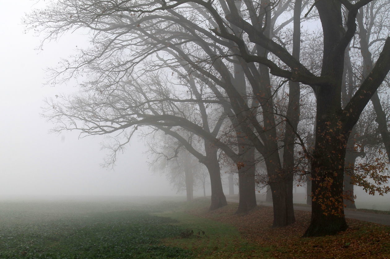  Mgła w Puławach  (zdjęcie 1) - Autor: Radosław Szczęch