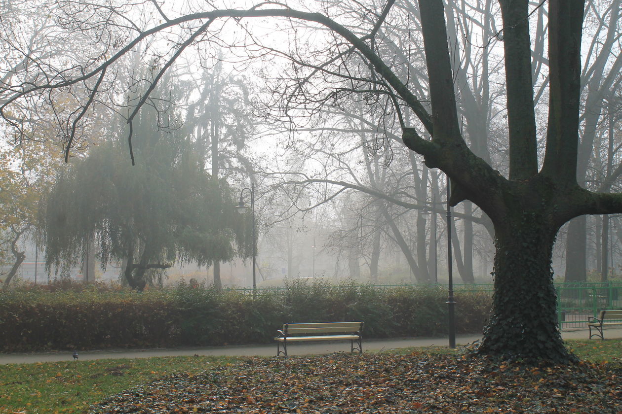  Mgła w Puławach  (zdjęcie 5) - Autor: Radosław Szczęch