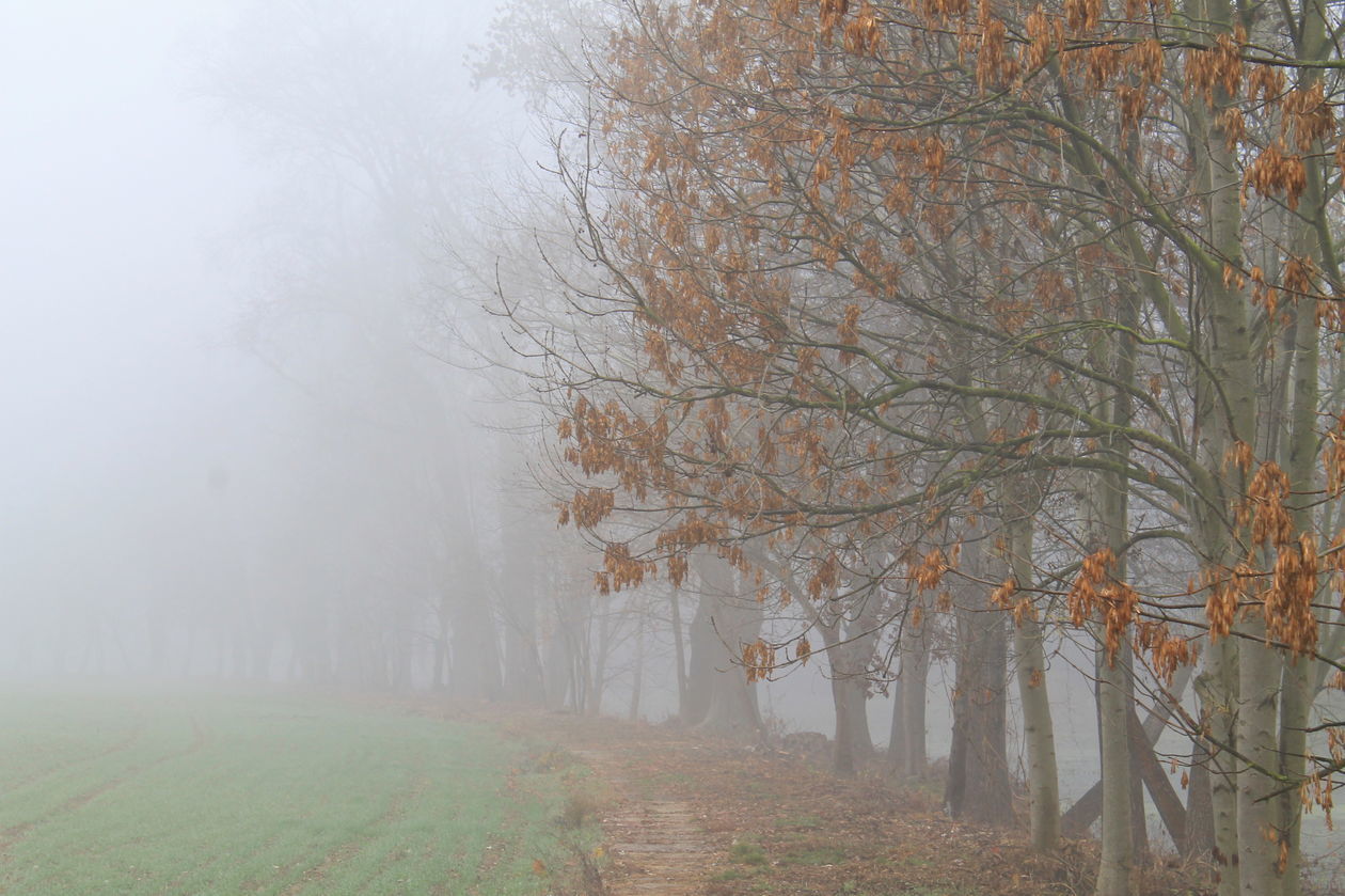  Mgła w Puławach  (zdjęcie 23) - Autor: Radosław Szczęch