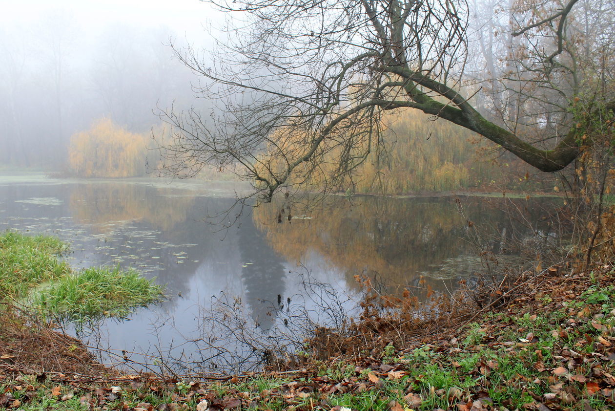  Mgła w Puławach  (zdjęcie 27) - Autor: Radosław Szczęch