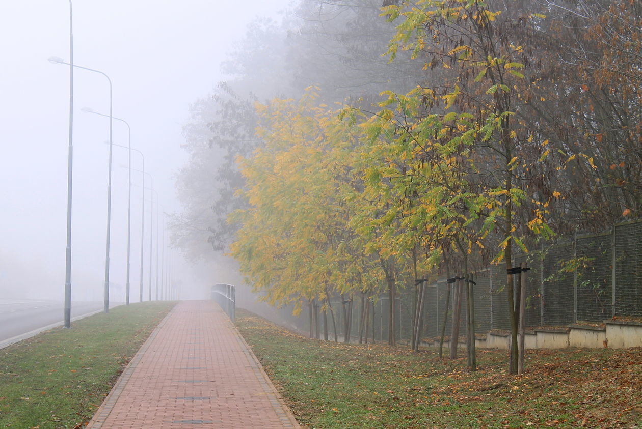  Mgła w Puławach  (zdjęcie 37) - Autor: Radosław Szczęch