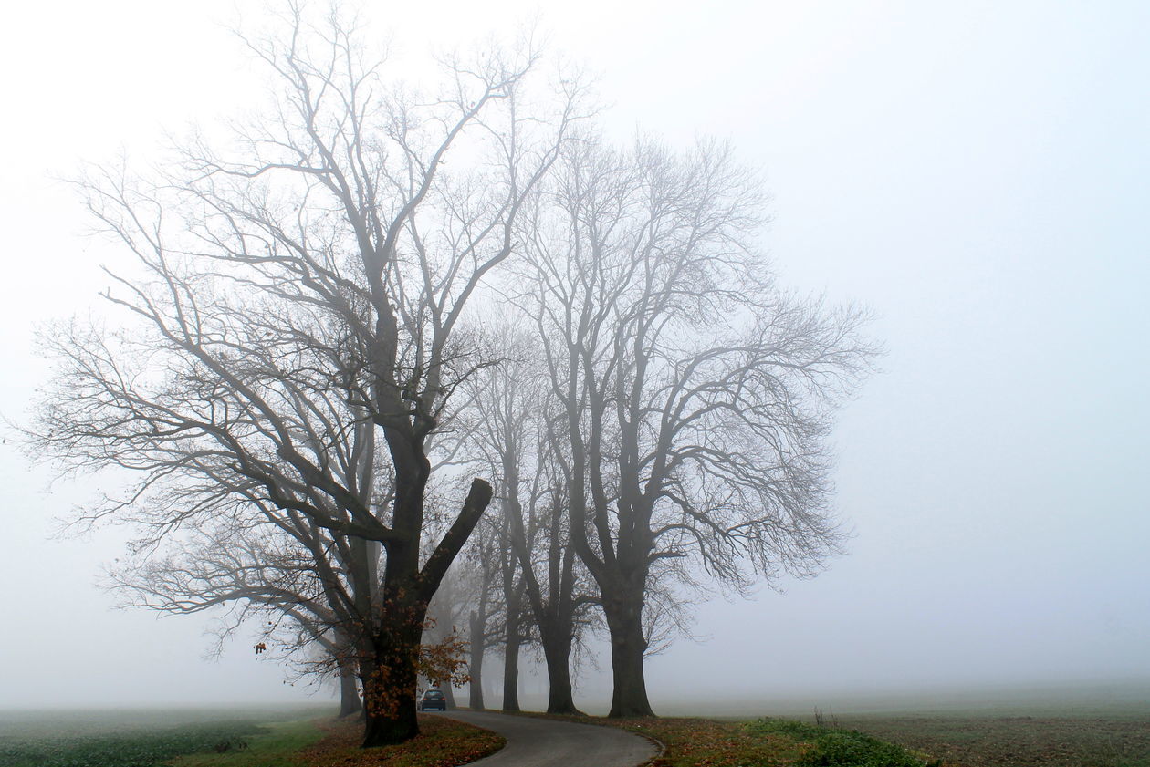  Mgła w Puławach  (zdjęcie 24) - Autor: Radosław Szczęch