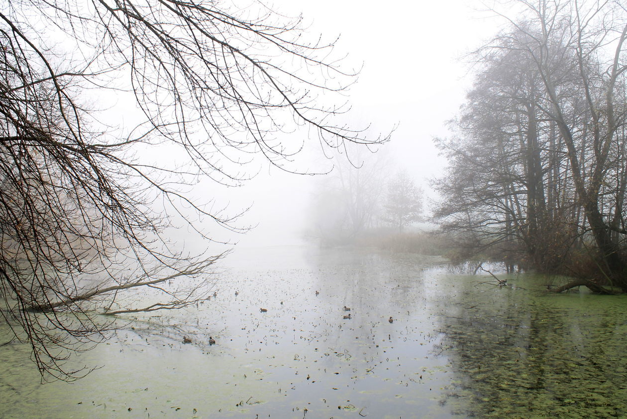  Mgła w Puławach  (zdjęcie 20) - Autor: Radosław Szczęch
